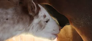 Fohlen Fohlen
